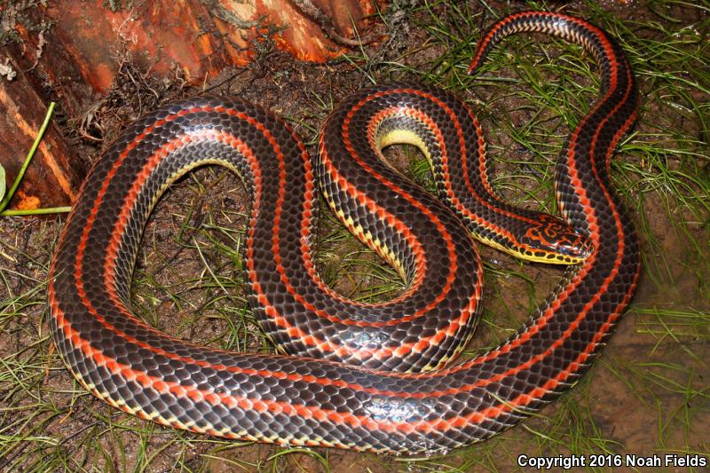 Common Rainbow Snake (Farancia erytrogramma erytrogramma)