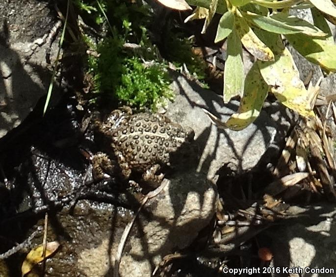 Yosemite Toad (Anaxyrus canorus)