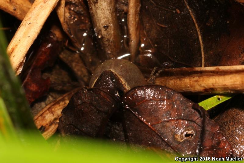 Southern Chorus Frog (Pseudacris nigrita)