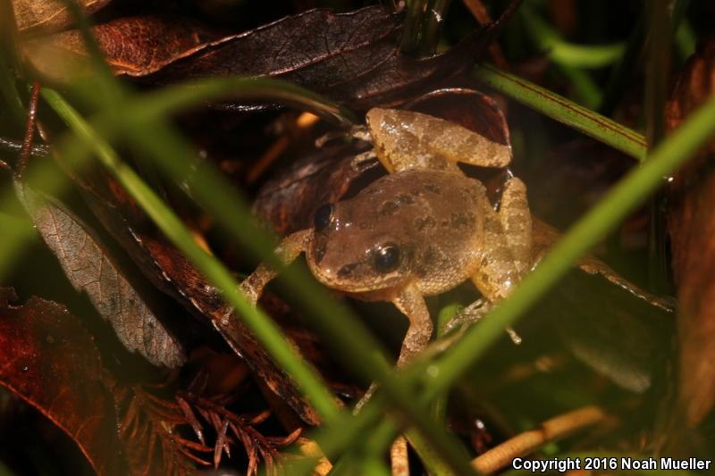 Southern Chorus Frog (Pseudacris nigrita)