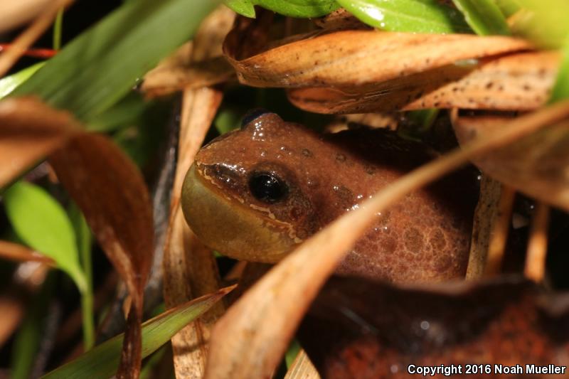 Southern Chorus Frog (Pseudacris nigrita)