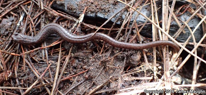 Santa Lucia Mountains Slender Salamander (Batrachoseps luciae)