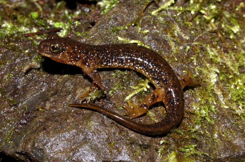 Cascade Torrent Salamander (Rhyacotriton cascadae)