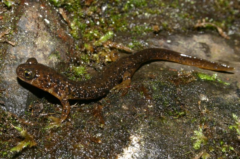 Cascade Torrent Salamander (Rhyacotriton cascadae)