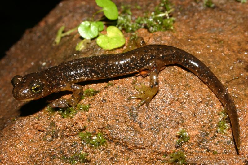 Cascade Torrent Salamander (Rhyacotriton cascadae)