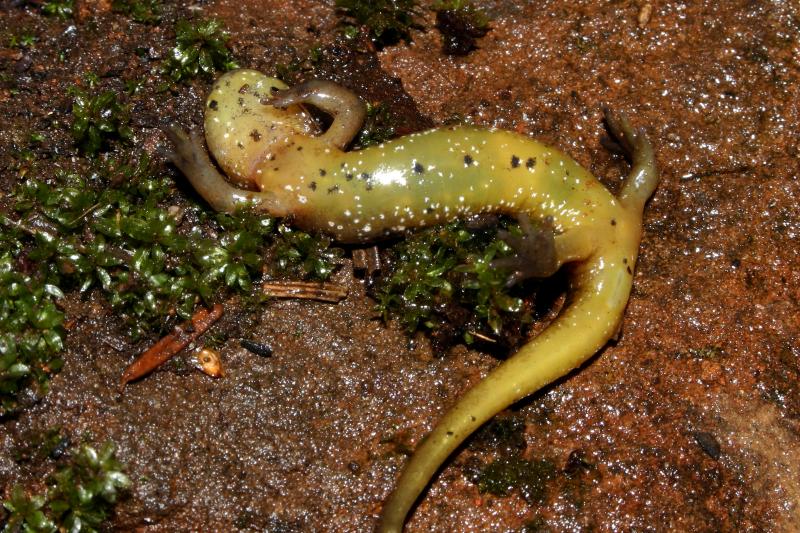 Cascade Torrent Salamander (Rhyacotriton cascadae)