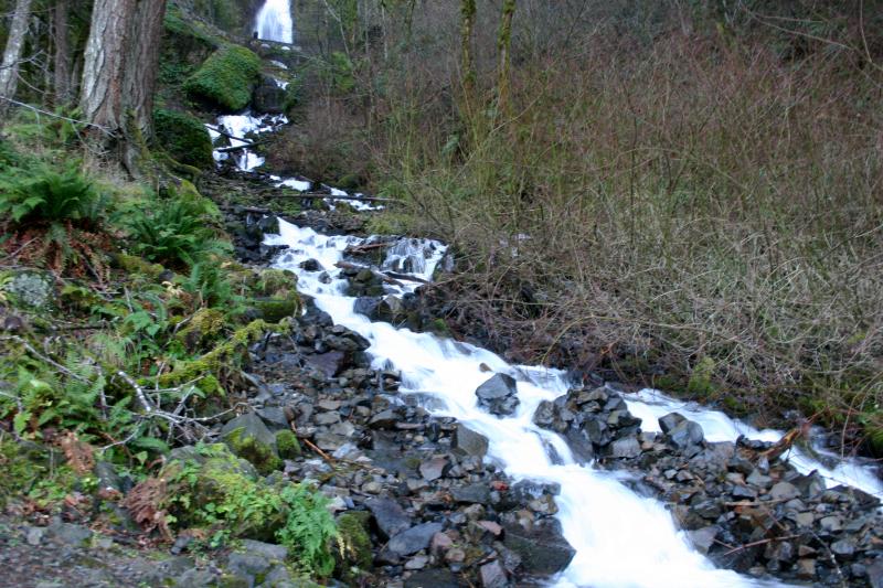 Cascade Torrent Salamander (Rhyacotriton cascadae)