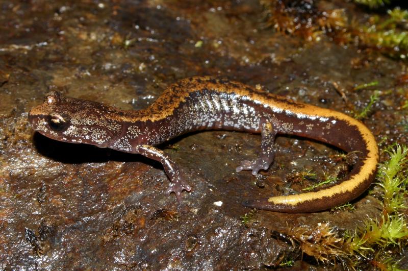 Larch Mountain Salamander (Plethodon larselli)