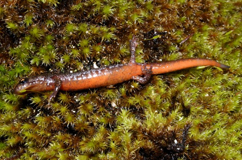 Larch Mountain Salamander (Plethodon larselli)