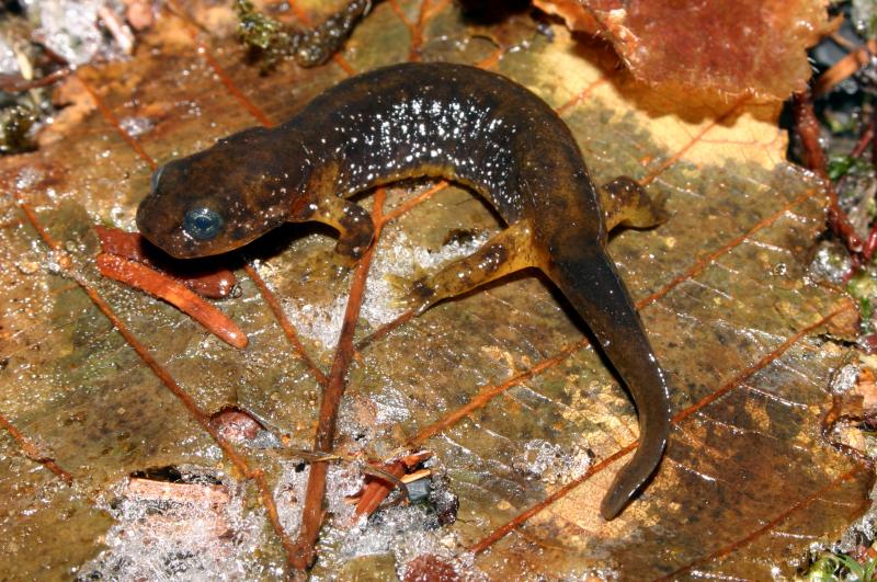 Olympic Torrent Salamander (Rhyacotriton olympicus)