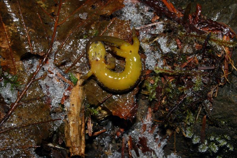 Olympic Torrent Salamander (Rhyacotriton olympicus)