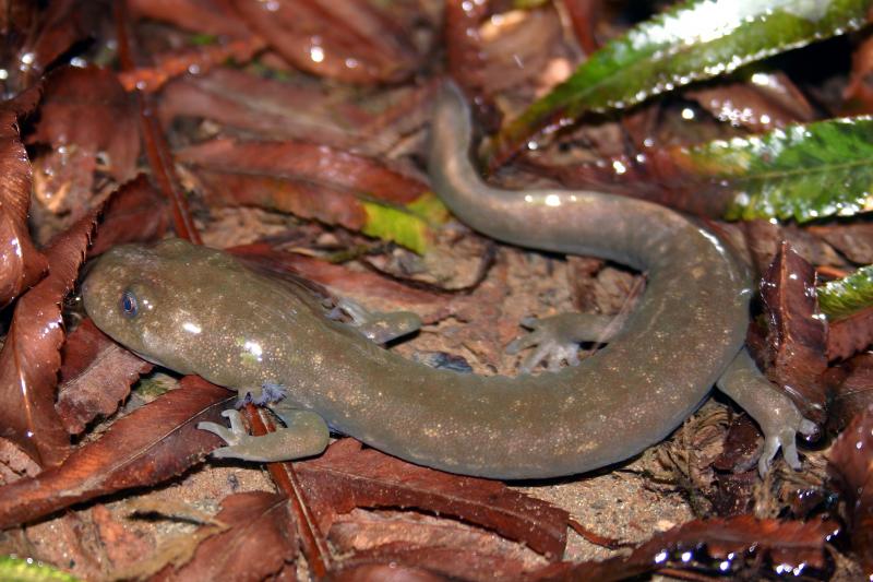 Cope's Giant Salamander (Dicamptodon copei)