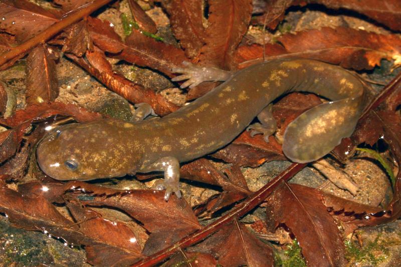 Cope's Giant Salamander (Dicamptodon copei)