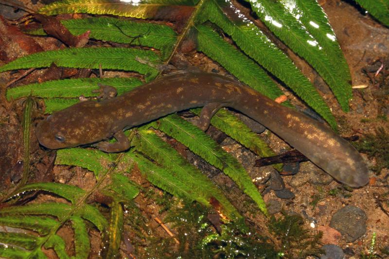 Cope's Giant Salamander (Dicamptodon copei)