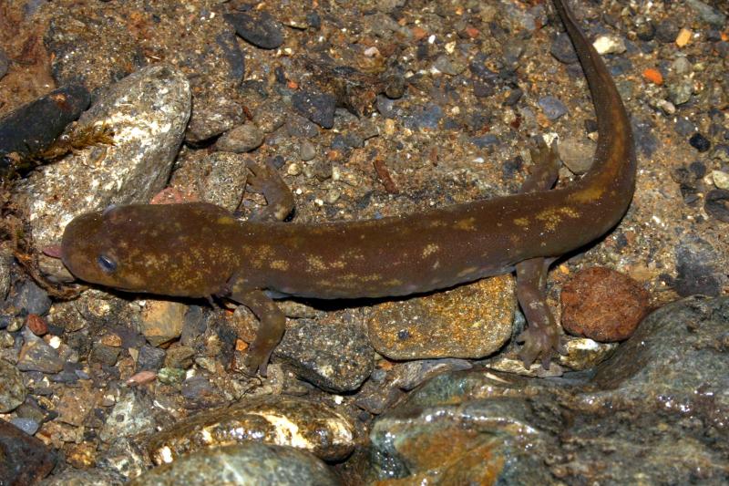 Cope's Giant Salamander (Dicamptodon copei)