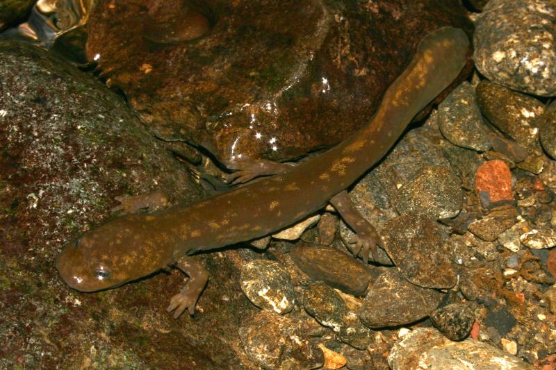 Cope's Giant Salamander (Dicamptodon copei)