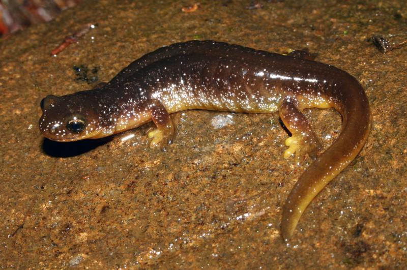 Columbia Torrent Salamander (Rhyacotriton kezeri)