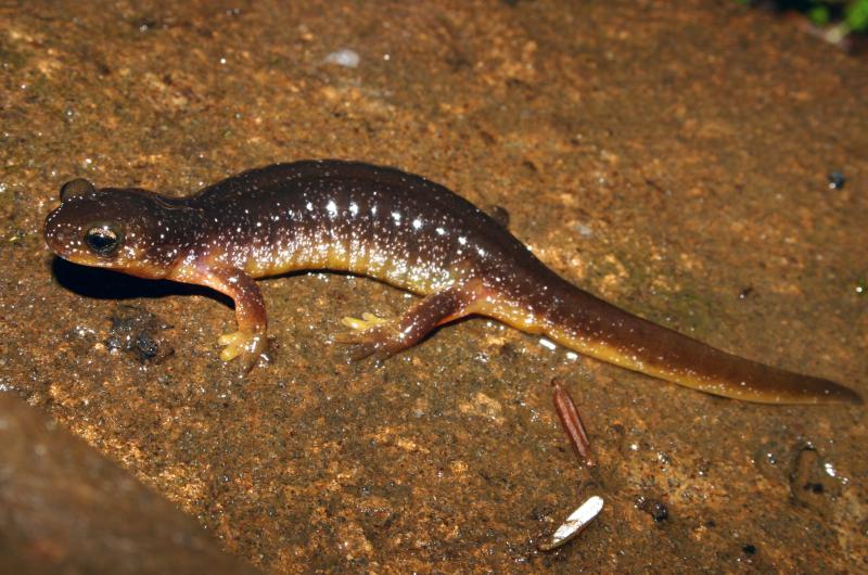 Columbia Torrent Salamander (Rhyacotriton kezeri)