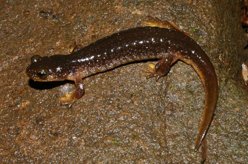 Columbia Torrent Salamander (Rhyacotriton kezeri)