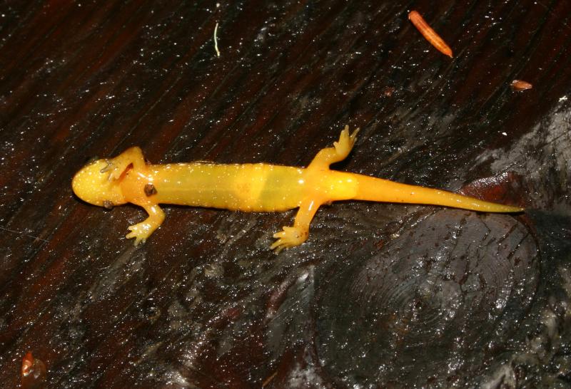 Columbia Torrent Salamander (Rhyacotriton kezeri)