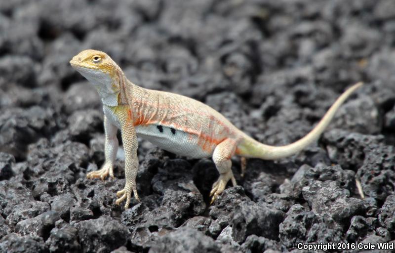 Great Plains Earless Lizard (Holbrookia maculata maculata)