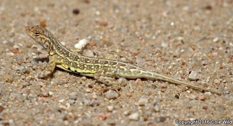 Great Plains Earless Lizard (Holbrookia maculata maculata)