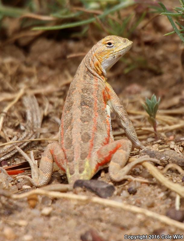 Great Plains Earless Lizard (Holbrookia maculata maculata)