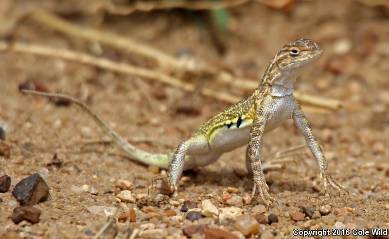 Great Plains Earless Lizard (Holbrookia maculata maculata)