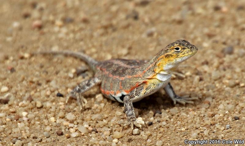 Great Plains Earless Lizard (Holbrookia maculata maculata)