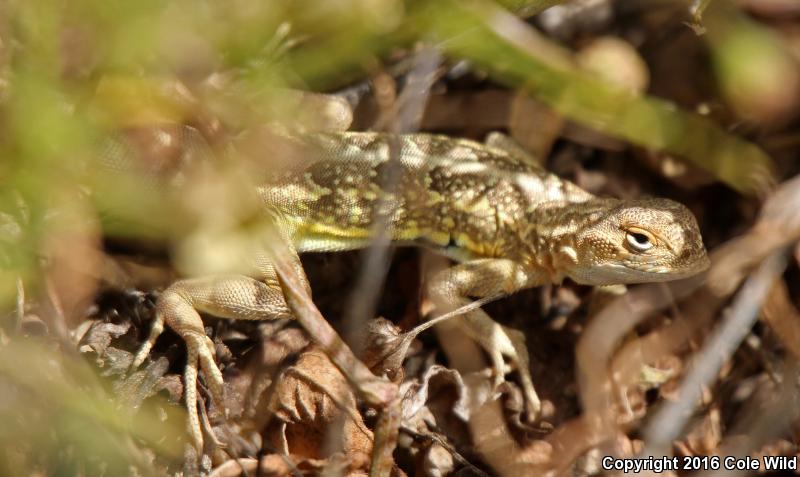 Great Plains Earless Lizard (Holbrookia maculata maculata)