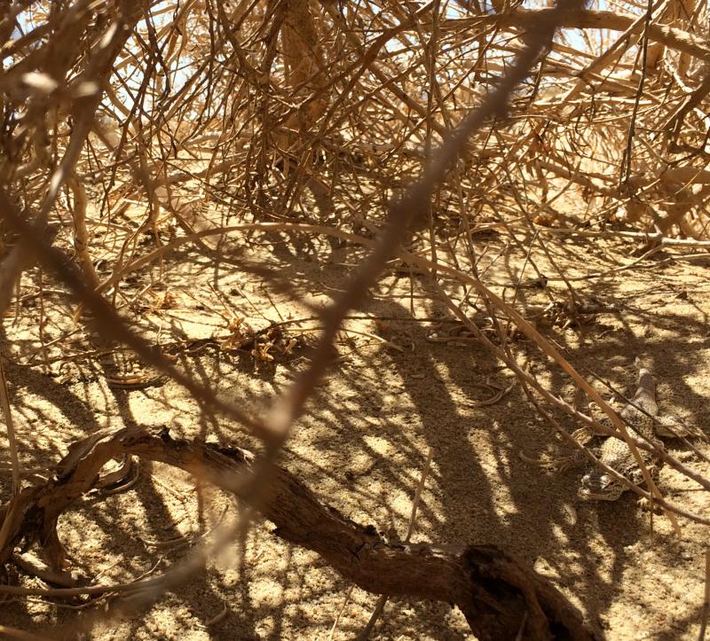 Colorado Desert Fringe-toed Lizard (Uma notata)