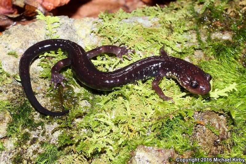 Shenandoah Salamander (Plethodon shenandoah)