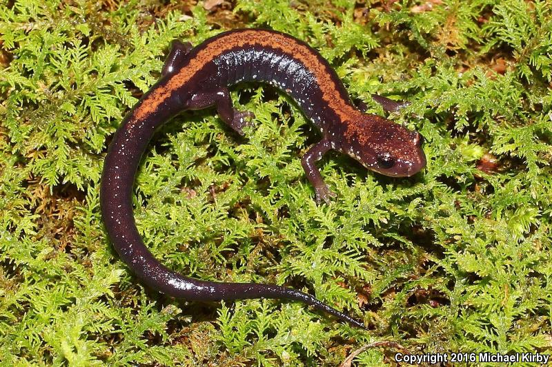 Shenandoah Salamander (Plethodon shenandoah)