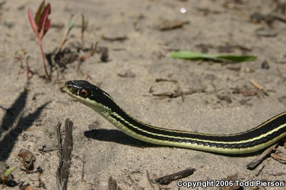 Orange-striped Ribbonsnake (Thamnophis proximus proximus)