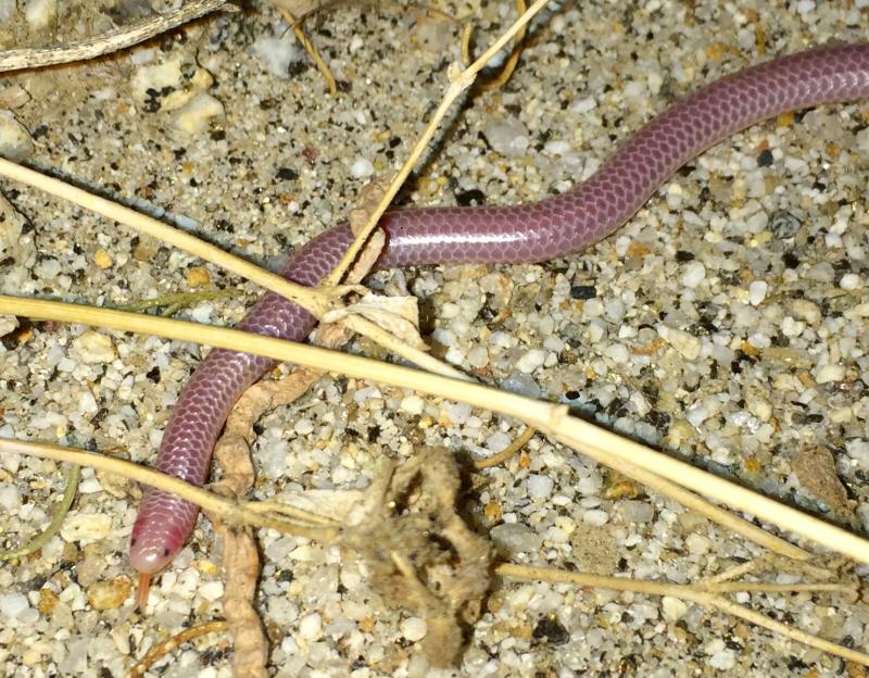 Desert Threadsnake (Leptotyphlops humilis cahuilae)