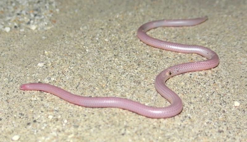 Desert Threadsnake (Leptotyphlops humilis cahuilae)