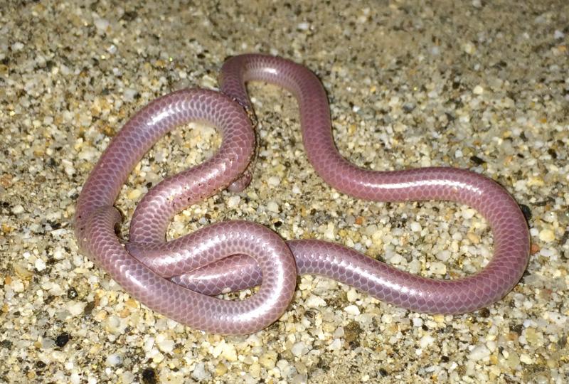 Desert Threadsnake (Leptotyphlops humilis cahuilae)