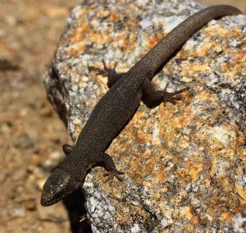 Wiggins's Desert Night Lizard (Xantusia wigginsi)