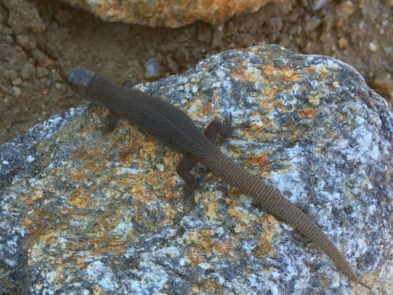 Wiggins's Desert Night Lizard (Xantusia wigginsi)