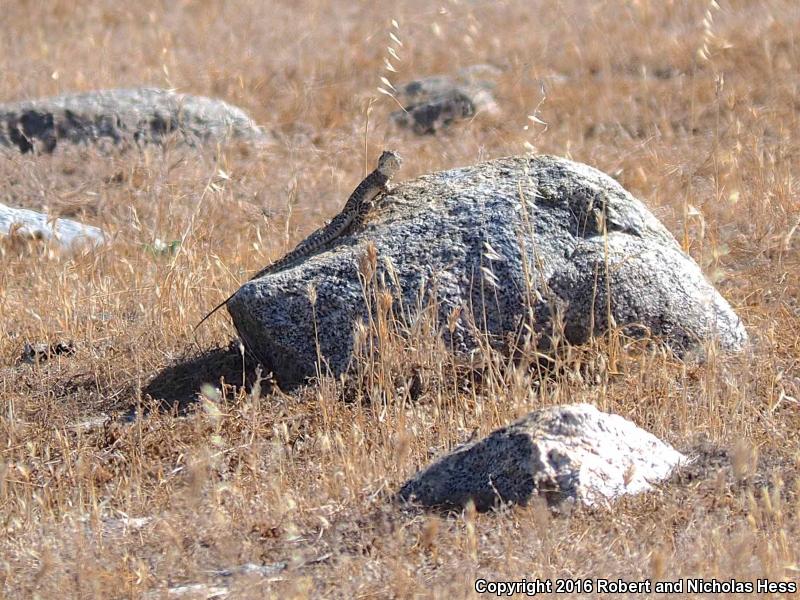 Bluntnose Leopard Lizard (Gambelia sila)