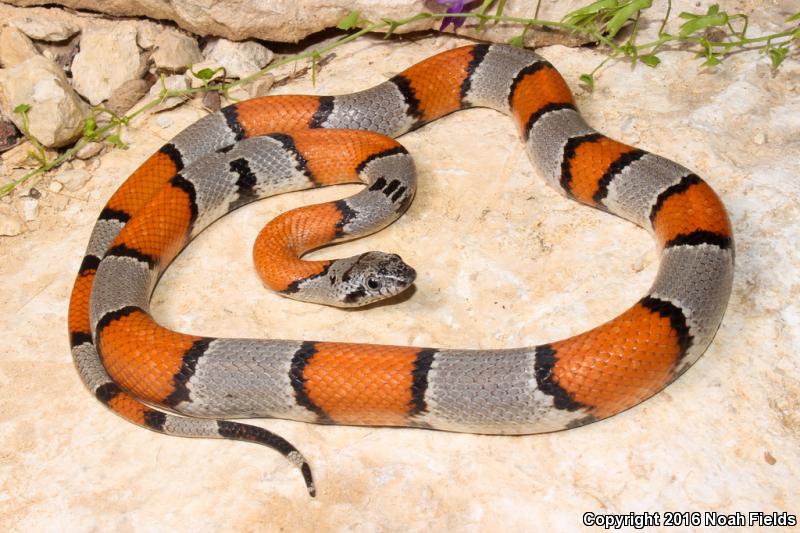 Gray-banded Kingsnake (Lampropeltis alterna)