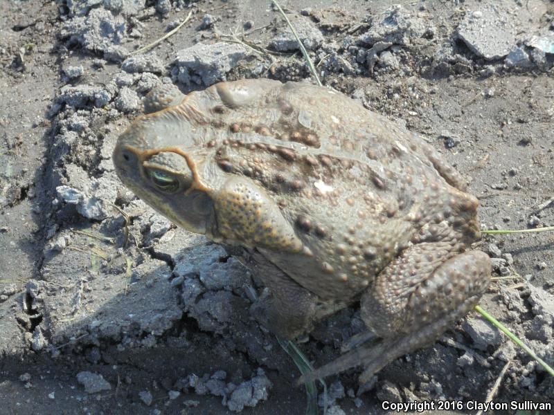 South American Toads (Rhinella)