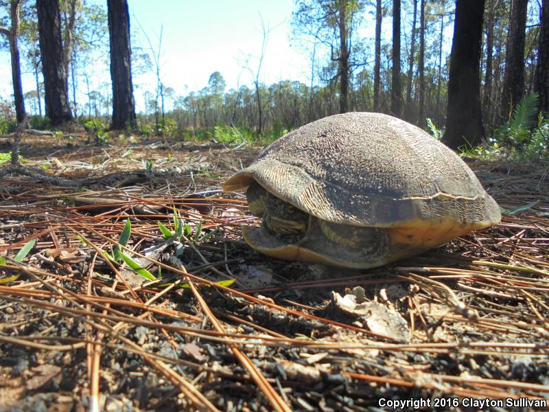 Florida Chicken Turtle (Deirochelys reticularia chrysea)