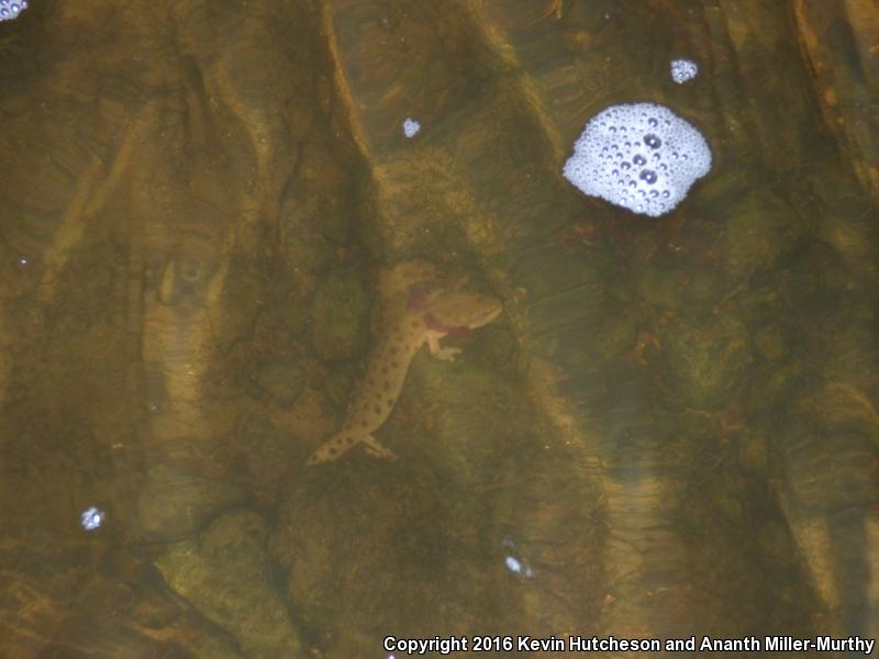 Common Mudpuppy (Necturus maculosus maculosus)