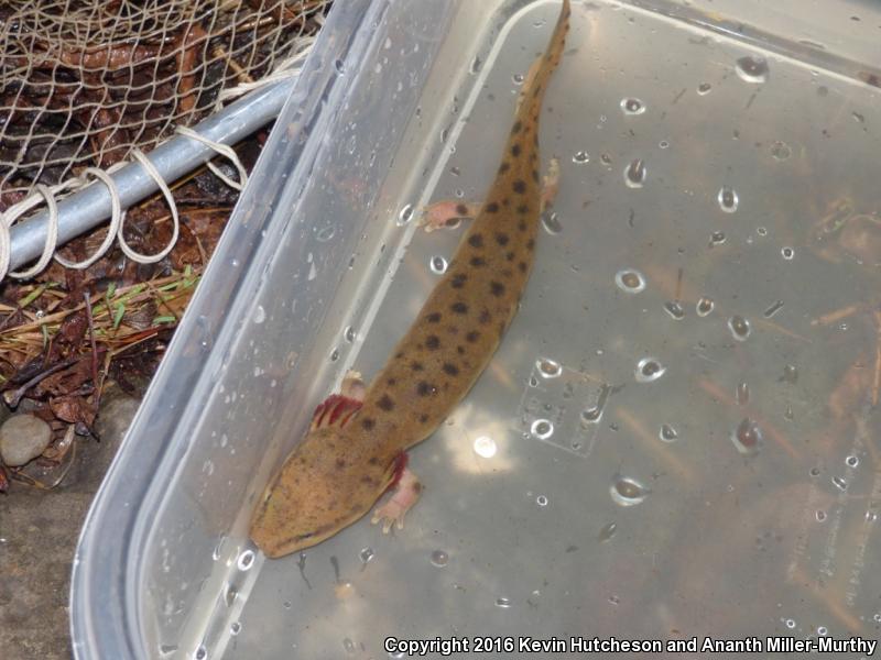 Common Mudpuppy (Necturus maculosus maculosus)