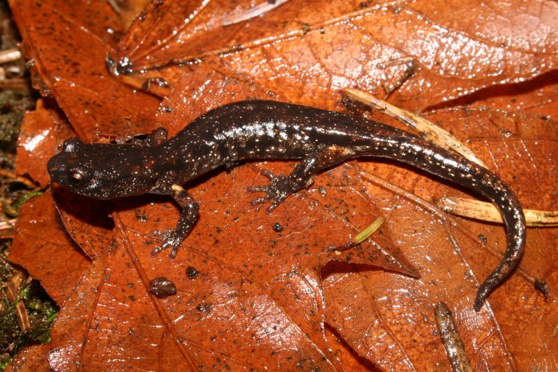 Wandering Salamander (Aneides vagrans)