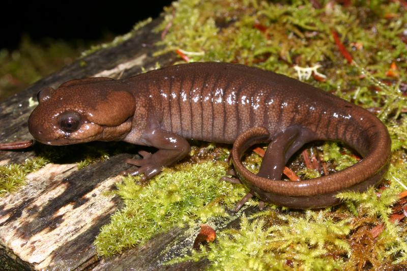 Northwestern Salamander (Ambystoma gracile)
