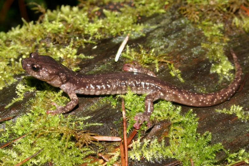 Wandering Salamander (Aneides vagrans)