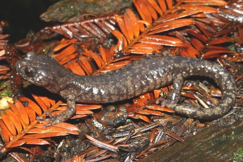 Wandering Salamander (Aneides vagrans)