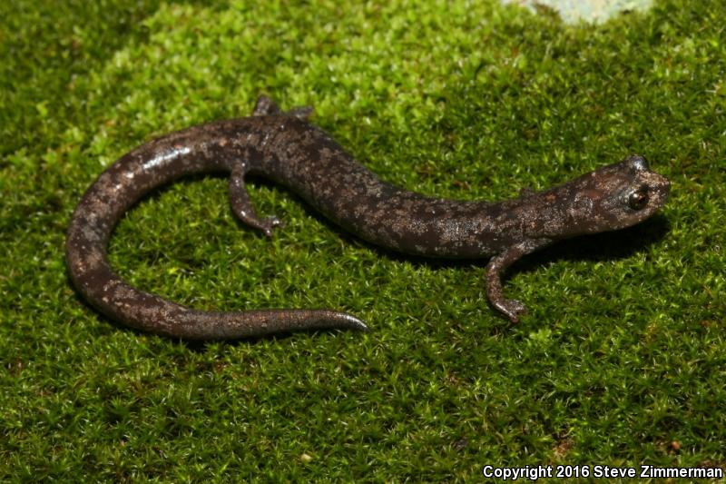 Tehachapi Slender Salamander (Batrachoseps stebbinsi)